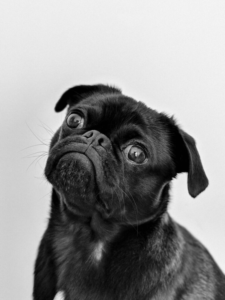 Captivating portrait of a black pug gazing curiously, captured in monochrome.